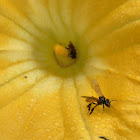 Stingless bees