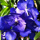 Cobalt Blue Vanda Orchid