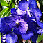 Cobalt Blue Vanda Orchid