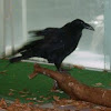American Raven