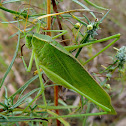 Broadwing Bush Katydid