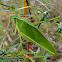 Broadwing Bush Katydid