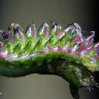 Lycaenid caterpillar