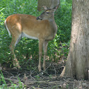 White-tailed Deer