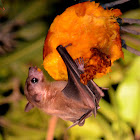 Old World Fruit Bat