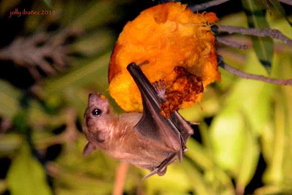 Old World Fruit Bat Project Noah