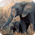Elephants Wallpapers logo
