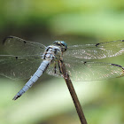 Great Blue Skimmer (male)