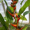 Heliconia