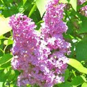 Lilac 
