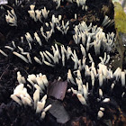 Candlesnuff Fungus