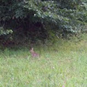 Eastern Cottontail 