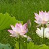 Lotus flower 蓮花