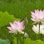 Lotus flower 蓮花
