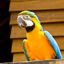 Blue and Yellow Macaw