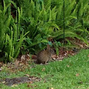 Florida Marsh Rabbit