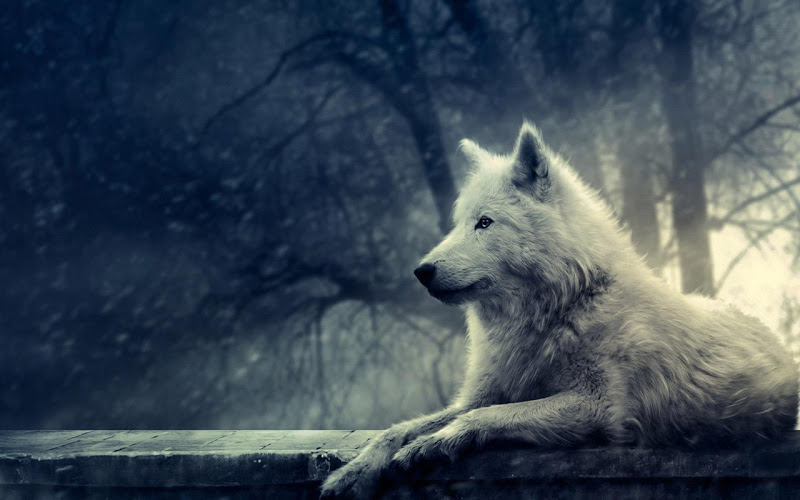 3D Wolf Wallpaper - Latest version for