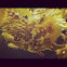 Sargassum Fish "frog fish"