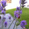 lieveheersbeestje, Seven-spot Ladybird