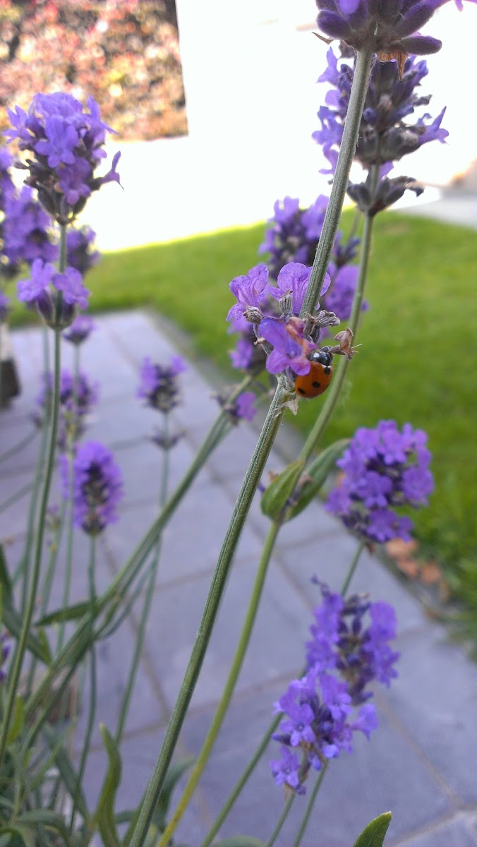 lieveheersbeestje, Seven-spot Ladybird