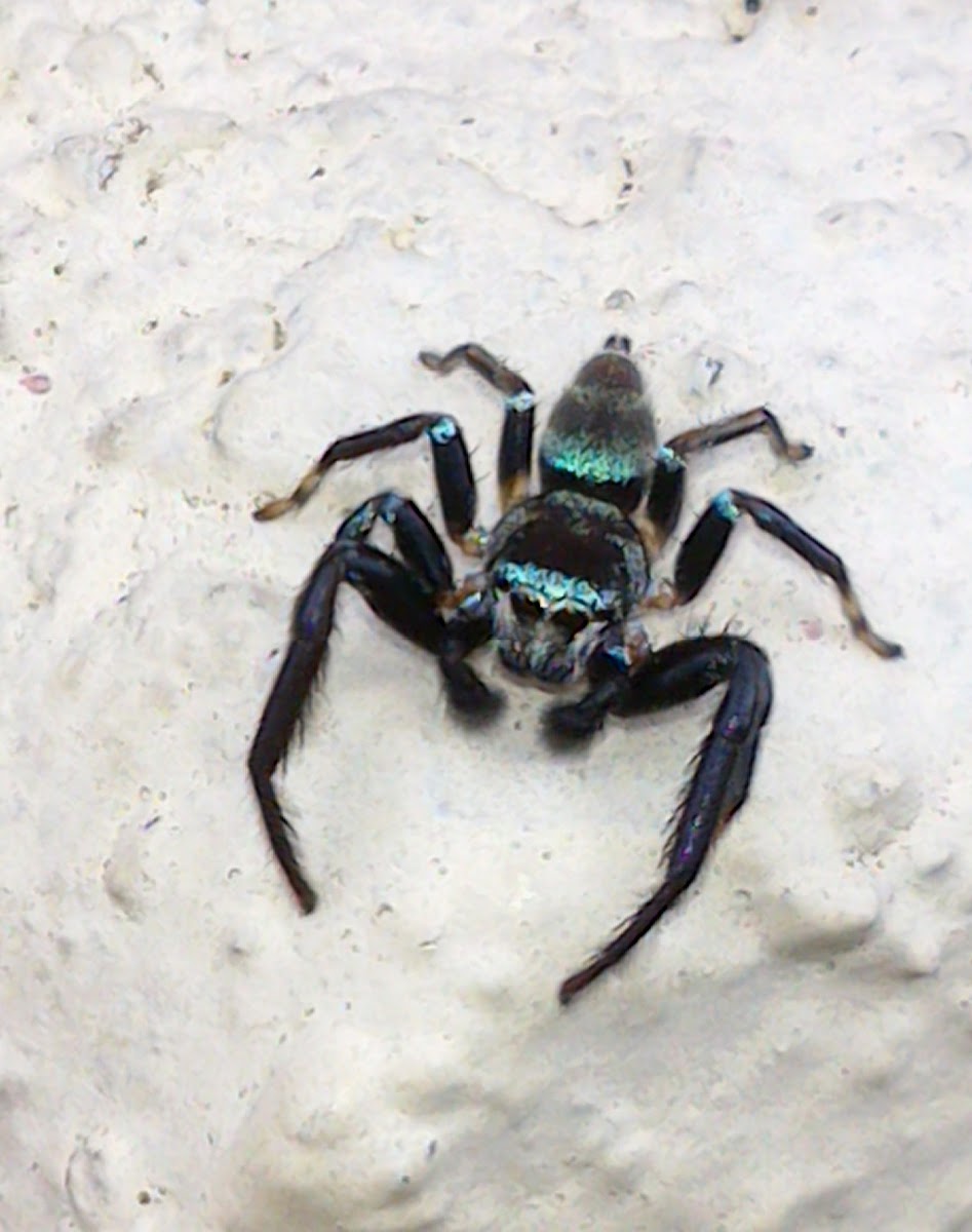 Fighting Jumping Spider (♂)