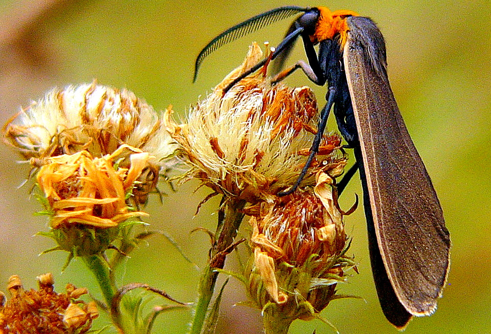 Yellow Collared Scape Moth