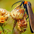 Yellow Collared Scape Moth