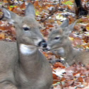 White-tailed Deer