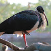 Straw-Neck Ibis