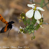 Scarab Beetle; Escaravelho