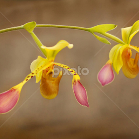 by Christine Weaver-Cimala - Flowers Flower Buds