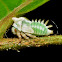 Treehopper Nymph Molting