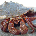 Giant Red Hermit Crab