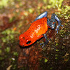 Strawberry Poison Frog