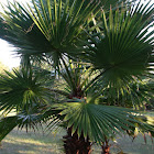 Palmetto Tree