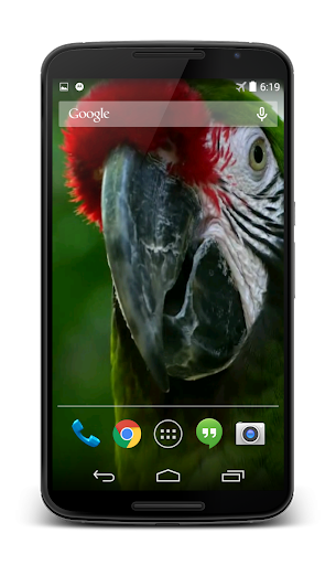 Parrot 3D Video Live Wallpaper