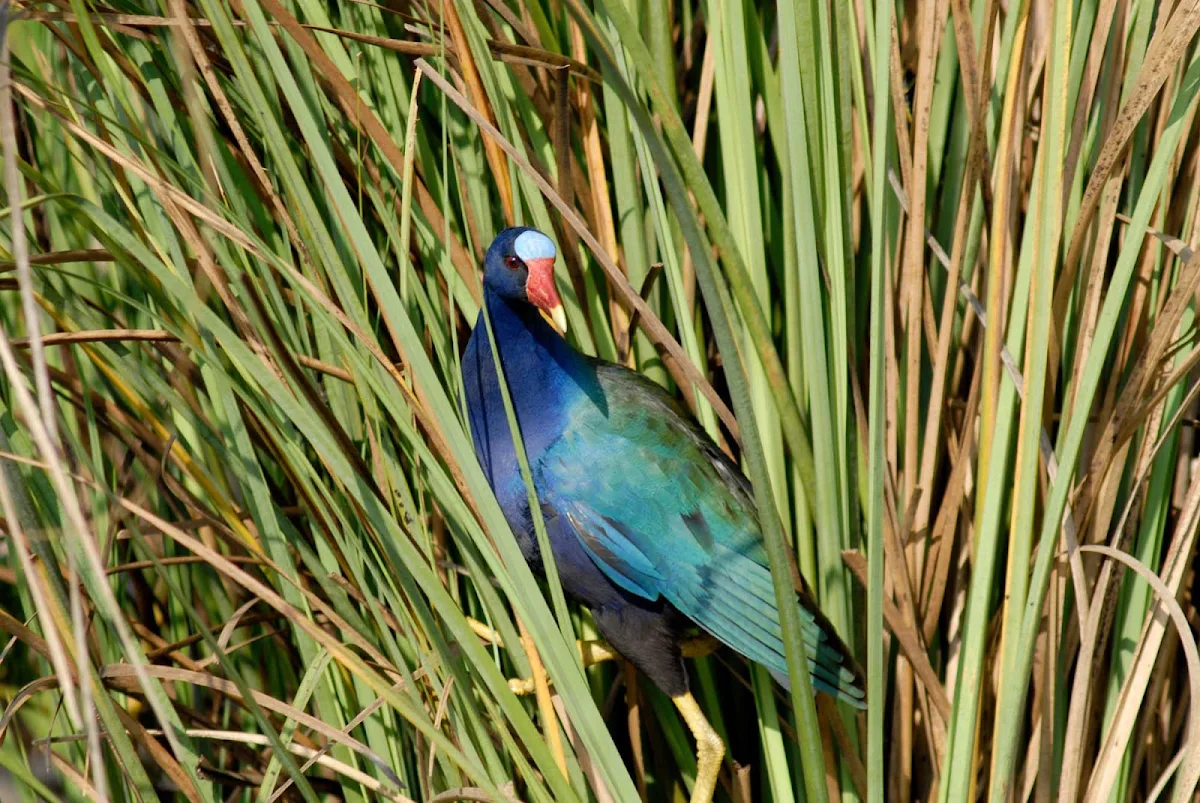purple-gallinule-Everglades-miami - A purple Glalinule in the Everglades near Miami.