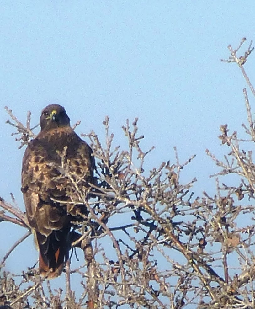 Red Tailed Hawk | Project Noah
