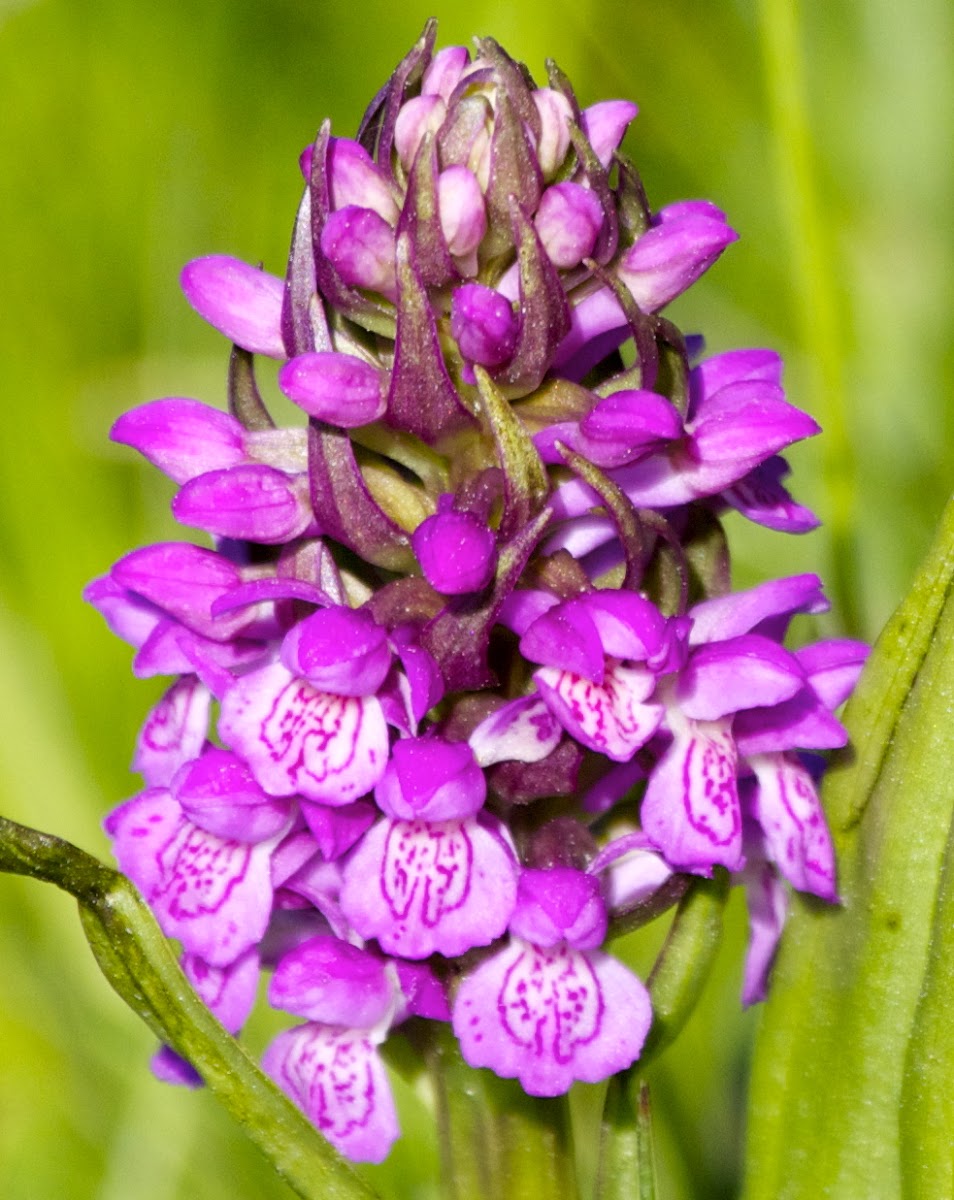 Southern Marsh-orchid