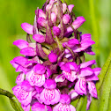 Southern Marsh-orchid