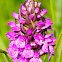Southern Marsh-orchid