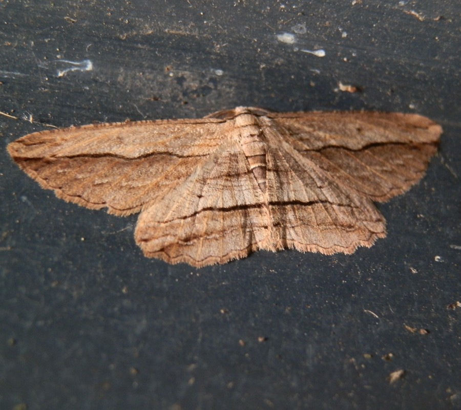 Geometrid Moth - male (1)