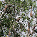 Baya Weaver nests
