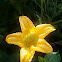 Pumpkin Flower