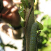 Clearwing Caterpillar