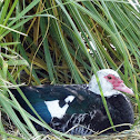 Muscovy Duck (Female)