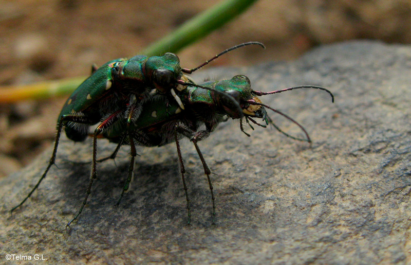 Green tiger beetle mating