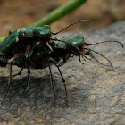 Green tiger beetle mating
