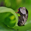 Silver Stripe Hawk Moth Caterpillar