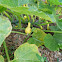 Yellow squash